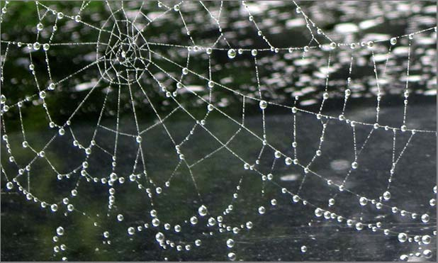 Spider s web