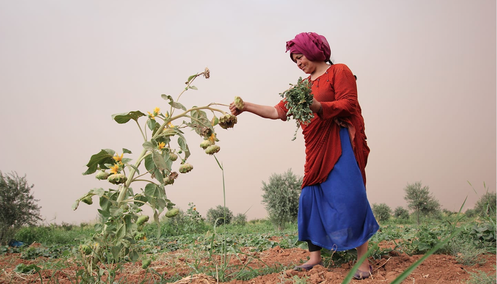 Jinwar   free women s village rojava 