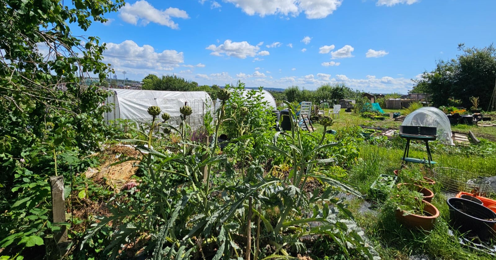 Allotment cropped