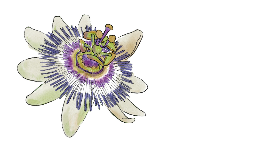 Horizontalism   brenna quinlan